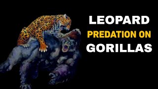 LEOPARD KILLS GORILLA  Details Evidences And Reports Of Leopard Predation On Gorillas [upl. by Iasi317]