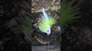 Topwater fly pattern [upl. by Ellivnarg]