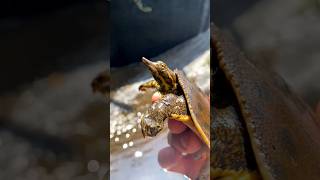 Meet the Yangtze Giant The Worlds Largest Freshwater Turtle 🐢🌏 [upl. by Lazar379]