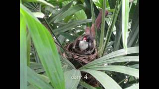 Amazing Visuals  Nest Building to Fledging [upl. by Garretson]