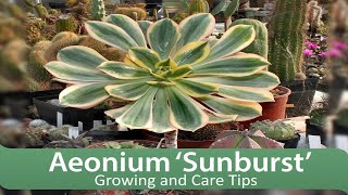 Aeonium ‘Sunburst’  Growing and Care Tips [upl. by Yecnahc252]