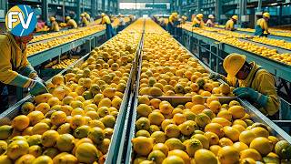 Cómo se cosechan y procesan millones de toneladas de limones Una fábrica de limones inteligente [upl. by Attiuqehs]