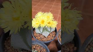 Astrophytum Myriostigma pentacostatum [upl. by Armallas259]