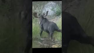 Gunflint Trail Moose [upl. by Haropizt316]