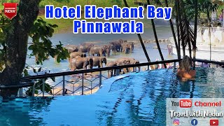 අලි බලන්න සුපිරිම Hotel එකක්  Hotel Elephant Bay Pinnawala [upl. by Anauqes746]