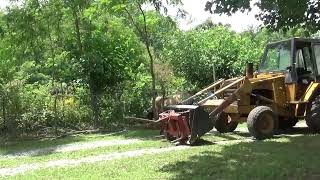 Cow Grazing Video  Cattle in the summer food forest Savannah style land use catches more solar [upl. by Euqinoj179]