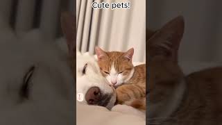 FUNNY CATS amp DOGS Unbelievable antics of adorable pets funny animal videos funny pets videos [upl. by Metabel864]