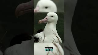 Albatross The Majestic Gliders of the Ocean 🌊🕊️  shortfeed shortsvideo feedshorts [upl. by Alliber474]