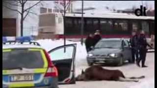 Moose Älg föll 8 meter Kupolen BORLÄNGE 2014 [upl. by Halyk]