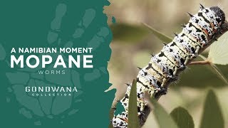 Mopane Worms a Namibian Delicacy [upl. by Ajtak870]