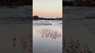 Facts about sanderling birds birds animals education facts amazingfacts shorts youtubeshorts [upl. by Atiuqrahs]