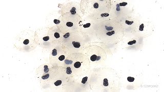 Tadpoles Development Timelapse [upl. by Bessy]