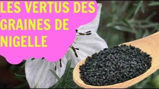 Les vertus de la graine de nigelle [upl. by Yahsal721]