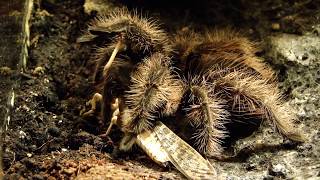 Brachypelma albopilosum  Kill gently [upl. by Ellerey]