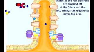 Coenzyme Transporting Electrons to ETC [upl. by Ausoj]