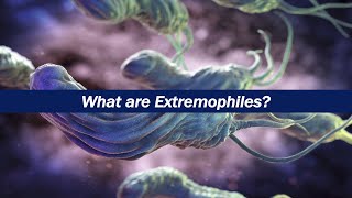 What are Extremophiles [upl. by Mailiw611]