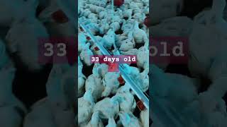 33 days old 💯🔥 chicken poultryfood animalhusbandry farming birds poultryfarming poultaryfarm [upl. by Sinnaiy]