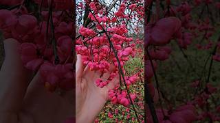 Eiropas segliņš  The spindle Euonymus europaeus nature plant shorts [upl. by Enomor149]