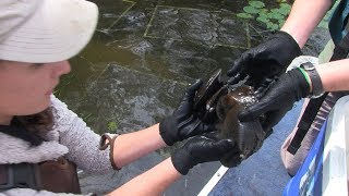 Grasse River Mussel Relocation Project [upl. by Nilknarf]