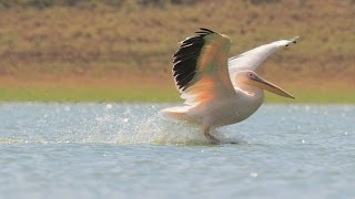 White Pelican feeding in the Galilee שקנאים אוכלים במאגר בעמק יזרעאל [upl. by Nyliret280]