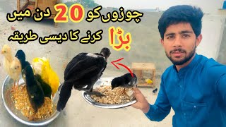 How to increase Chicks Weight Faster ll Vitamin and Protein able Feed for Chick ll Summer Feed Hens [upl. by Ellehcen]