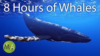 8 Hours of Whale Sounds Deep Underwater for Sleep and Relaxation [upl. by Einahpats]