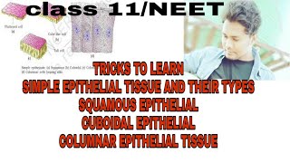 TRICKS to learn squamous cuboidalcolumnar epithelial tissue types of simple epithelial tissue [upl. by Janelle599]