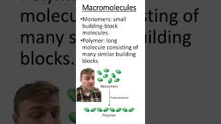 Monomer vs Polymer [upl. by Gian432]