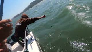 Part 2 halibut fishing SF Bay with John McGee [upl. by Eissat]