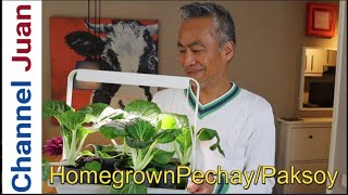 How To Grow Pak ChoyPechay  Growing Pak Choi  Planting Bok Choy Indoors [upl. by Christyna782]