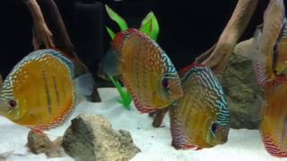 Client with wild discus in 180 Gallon at wattley discus [upl. by Ecnedac]