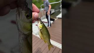 Fishing on Mn river fishing [upl. by Ellerihs]