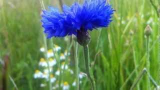 Cornflower Centaurea Cyanus  20120702 [upl. by Atalante]