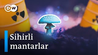 Mantarlar  Dünyadaki kirliliği temizlemeye yardımcı olan sihirli güç  DW Türkçe [upl. by Nickelsen]