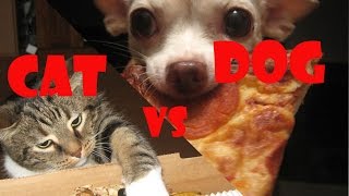 Funny cat Funny dog video  Cats vs Dogs Stealing Pizza Compilation 2016 [upl. by Danica]