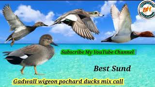 Gadwall wigeon pochard ducks mix call Birds Calling Best Voice BestHunters [upl. by Nattie383]