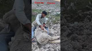 Shearing process from sheep wool [upl. by Stavro]