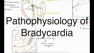 Pathophysiology of Bradycardia [upl. by Deina]