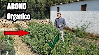 Como Sembrar y Usar el Abono Verde  Abonos Organicos [upl. by Jeromy]