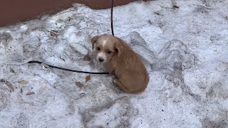 20 degrees the puppy sat shivering with a painful leg desperately begging for help [upl. by Cicenia573]