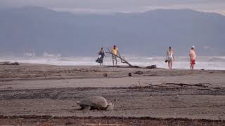 Desove de tortuga golfina costa de Nayarit  Lepidochelys olivacea [upl. by Rot977]