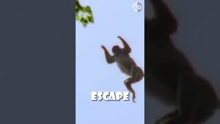 🐒 A Chimpanzee Leader Coordinates a Monkey Hunt 👀 animals facts [upl. by Nosilla]