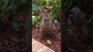 Close Encounters  Baby Tasmanian Pademelon Wallaby cutenessoverload [upl. by Dust]