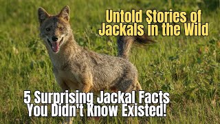 5 Lesser Known Jackal Facts 🦊 Surprising Jackal Facts You Didnt Know Existed [upl. by Gaidano570]