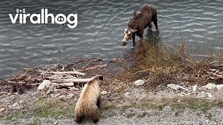 Mother Moose Chases off Grizzly Bear  ViralHog [upl. by Weider]