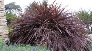 Cordyline Festival GrassJurred Red Fountain Grass [upl. by Ellenrahs]