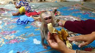 Adorable Infant Primate A Captivating Baby Monkey  Mean Mean Ep39 [upl. by Philipps]