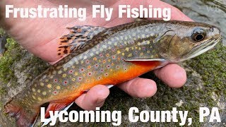 Frustrating Fly Fishing Lycoming County PA  Wooly Bugged [upl. by Elane]