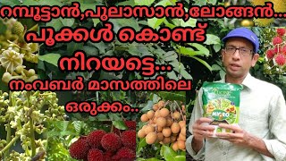 മികച്ച വളപ്രയോഗത്തിലൂടെപഴവർഗ്ഗ പ്ലാന്റുകൾ നന്നായി പുഷ്പിക്കാംfertlizebloomingrambutanlongan [upl. by Einafit]