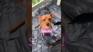 Speak chiweenie puppy chiweeniedog doglife music love newmusic hiphop [upl. by Arratoon468]